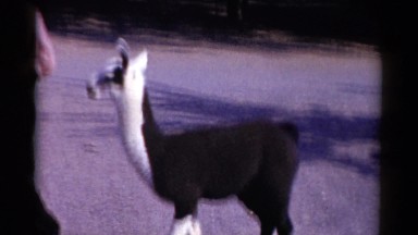 1959: an animal is seen CATSKILL GAME FARM, NEW YORK