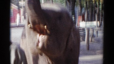 1959: an elephant is seen and a person is seen viewing it CATSKILL GAME FARM