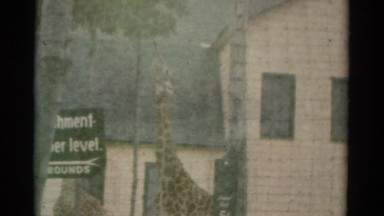 1959: a giraffe is seen in a net CATSKILL GAME FARM, NEW YORK
