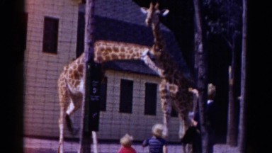 1959: giraffe are seen CATSKILL GAME FARM, NEW YORK