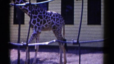 1959: Baby Giraffe Playing Happily at Catskill Game Farm, New York