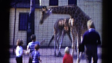 1959: a giraffe is seen in a net CATSKILL GAME FARM, NEW YORK
