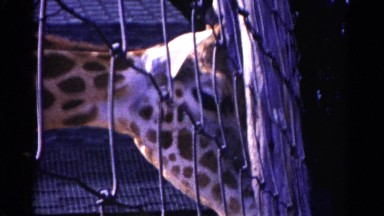 1959: a giraffe in a zoo trying to smell something CATSKILL GAME FARM, NEW YORK