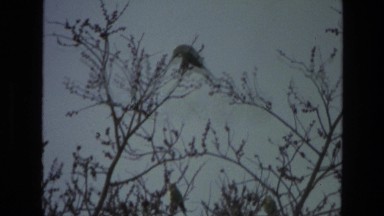 1974: birds are seen feeding themselves INDIA