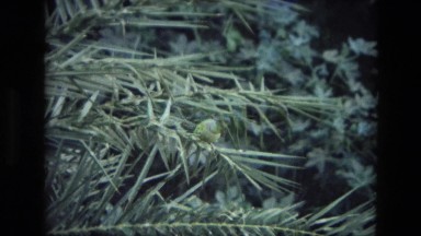 1974: a garden is seen INDIA