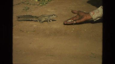 1974: chipmunk slowly approaches person's open palm offering white grains INDIA
