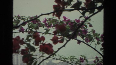 1974: tropical flowers and plants in front of a city INDIA