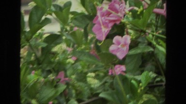 1974: a close up of a flower scene INDIA