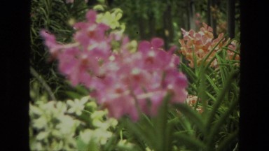 1974: a close up of a flower scene INDIA