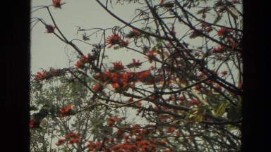 1974: tree branches hanging over pedestrians on a city sidewalk. INDIA