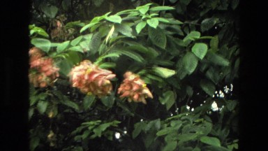 1974: a close up of a flower scene INDIA