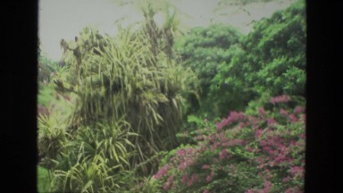 1974: a garden is seen INDIA
