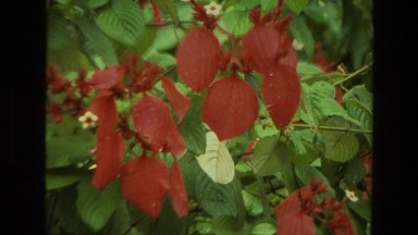 1974: a close up of a flower scene INDIA