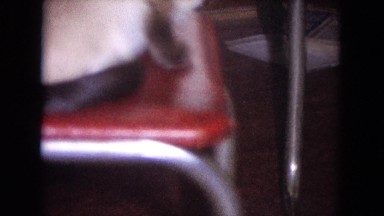 1964: a dog is seen being pet EVANSTON, ILLINOIS