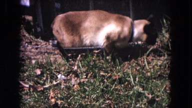 1964: cat on a leash EVANSTON, ILLINOIS