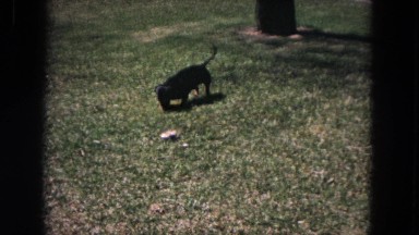 1964: dachshund waddles around on a lawn with tree in the background. EVANSTON