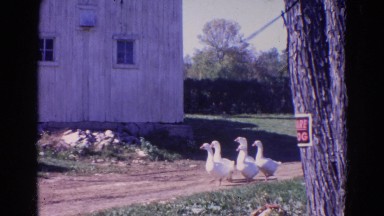 1968: birds are seen feeding themselves WAUCONDA, ILLINOIS
