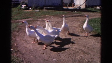 1968: large birds wandering WAUCONDA, ILLINOIS