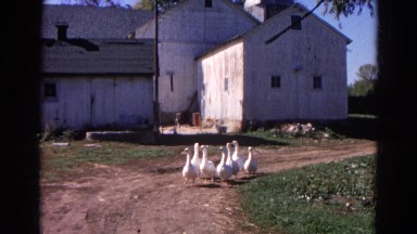 1968: flock of white ducks walk slowly on the ground near to a building