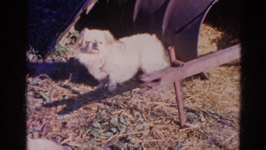 1968: a cute little dog standing between two metal barrels or containers