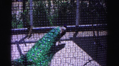 1962: colorful male peacock at the zoo HAGERSTOWN, MARYLAND