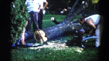 1962: two men try to lift chain saw at base of cut tree while two men watch.