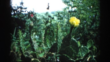 1962: a large beautiful yellow flower surrounded by a tropical foliage