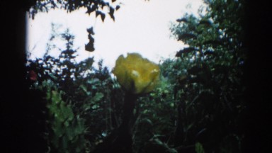 1962: a close up of a flower scene CHICAGOLAND AREA