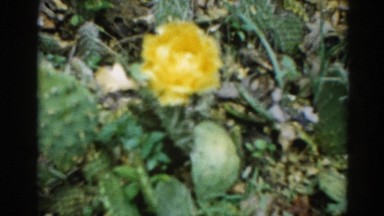 1962: yellow flower on a cactus during springtime CHICAGOLAND AREA