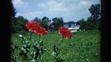 1962: red flowers in a field of grass with a house in the background CHICAGOLAND