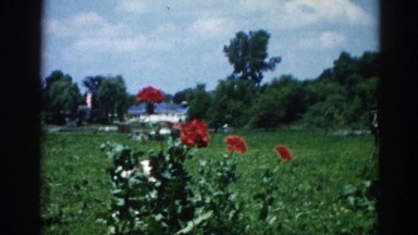1962: dog playing a game with its owner in the yard while wagging its tail