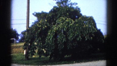 1962: full blooming green apple tree in front yard CHICAGOLAND AREA