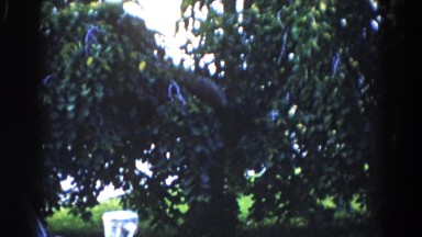 1962: a tree with green leaf in the middle of a ground CHICAGOLAND AREA