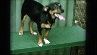 1964: dog sits on green bench HAWAII