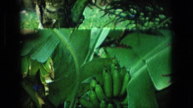 1964: plantain leaves swaying from side to side protecting its fruits HAWAII