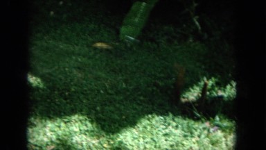 1964: grassy patch area with trees, shrubbery, bushes and plants on a sunny day.