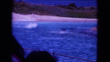 1964: tourists watching dolphins jumping and playing in the ocean HAWAII