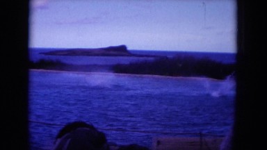 1964: people watching jumping dolphins out the blue water HAWAII