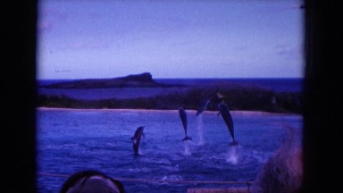 1964: people are gathered by a body of water watching dolphins jump in and out