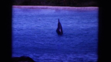 1964: many entertaining dolphins dance on top of the clear blue water