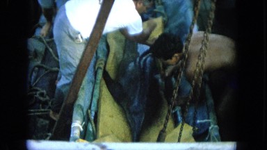 1964: trying to keep a caught dolphin moist while suspended. HAWAII