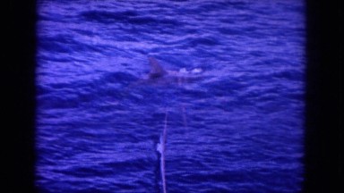 1964: dolphin caught in fisherman's net in the ocean HAWAII