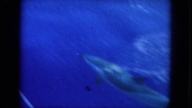 1964: wild, free dolphins race alongside curious tourists in the deep blue sea.