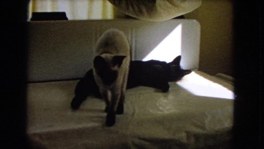 1966: cats are seen CATALINA, CALIFORNIA