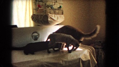 1966: cats moving around the house CATALINA, CALIFORNIA