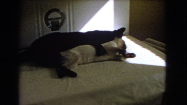 1966: cat siblings having fun hugging and grooming each other CATALINA