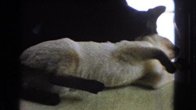 1966: cats are seen CATALINA, CALIFORNIA
