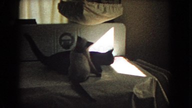 1966: cats are seen CATALINA, CALIFORNIA