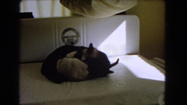 1966: cats are seen CATALINA, CALIFORNIA