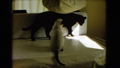 1966: cats are seen CATALINA, CALIFORNIA